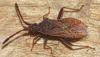 Coriomeris sp.